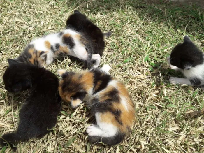 Gato raça Mista  idade Abaixo de 2 meses nome Piter