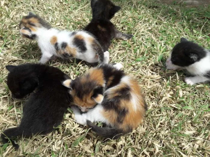Gato raça Mista  idade Abaixo de 2 meses nome Piter