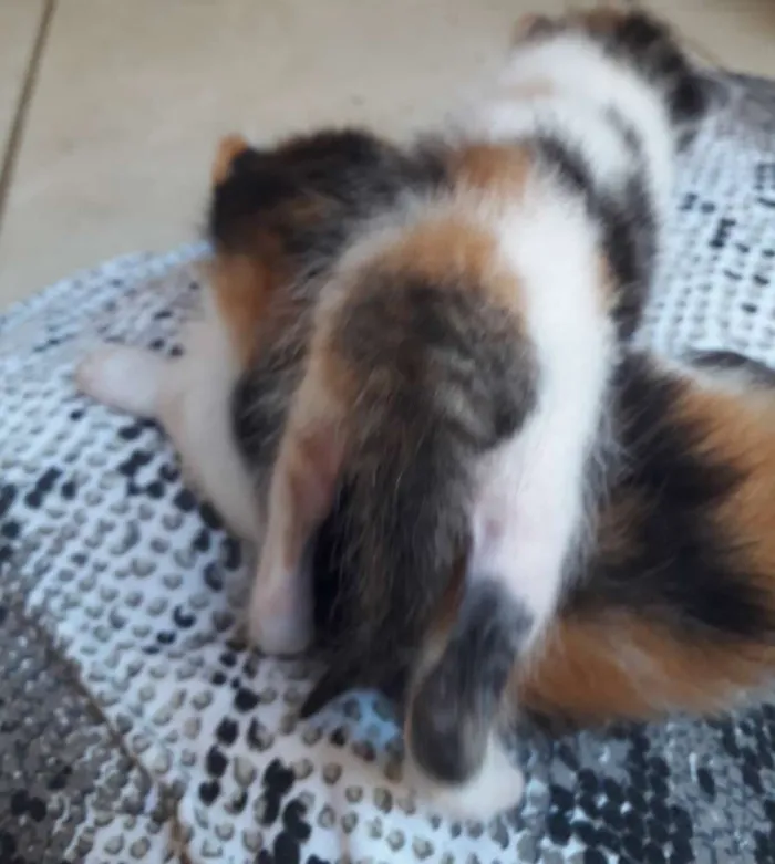 Gato raça Mista  idade Abaixo de 2 meses nome Piter