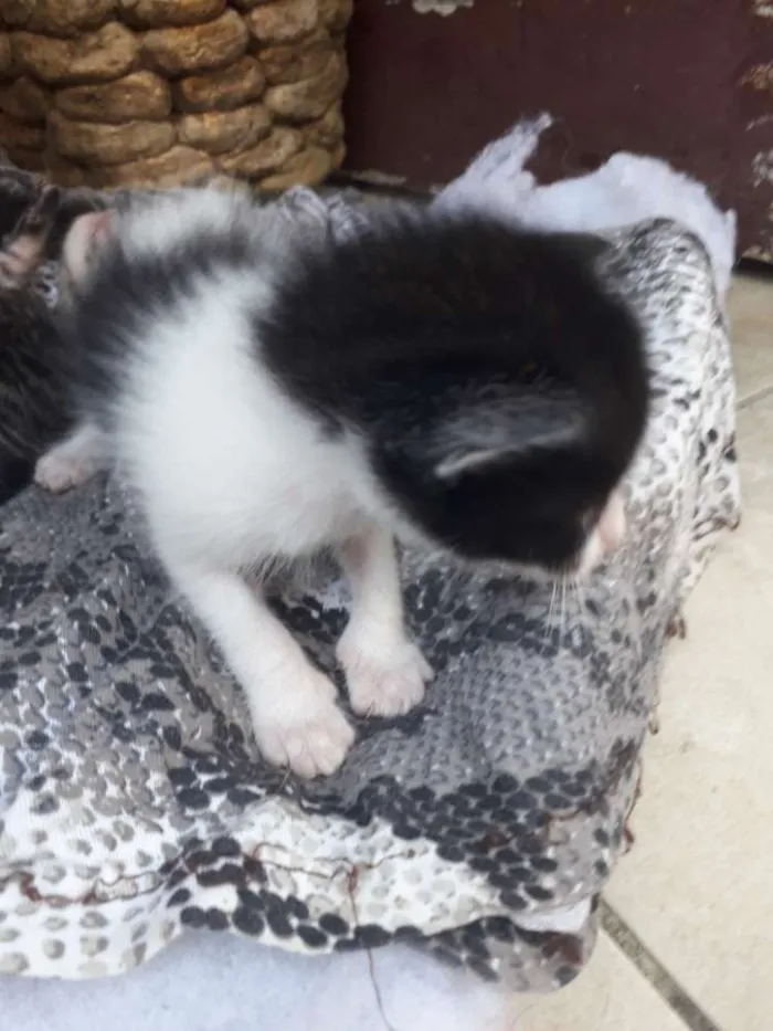 Gato raça Mista  idade Abaixo de 2 meses nome Piter