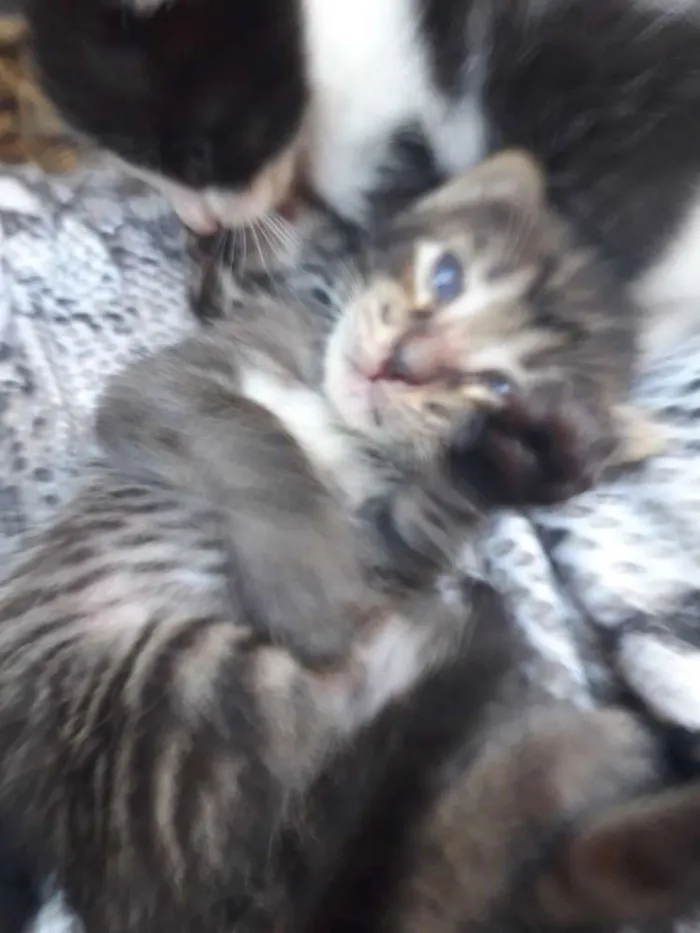 Gato raça Mista  idade Abaixo de 2 meses nome Piter
