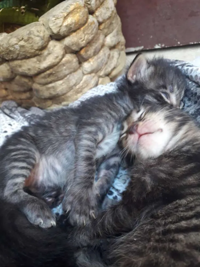 Gato raça Mista  idade Abaixo de 2 meses nome Piter