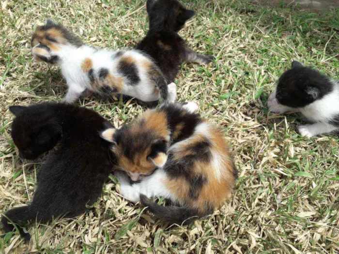 Gato raça Mista  idade Abaixo de 2 meses nome Piter