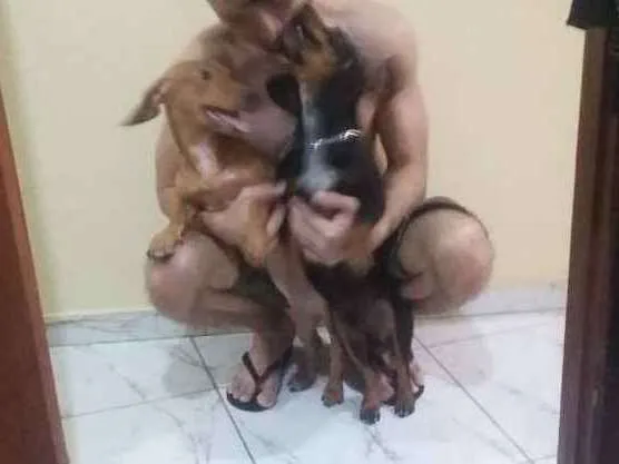 Cachorro ra a Teckel Cofap Basset Detchund S idade 2 anos nome Mel e biscoito 