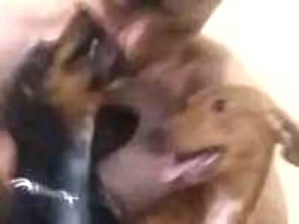 Cachorro ra a Teckel Cofap Basset Detchund S idade 2 anos nome Mel e biscoito 
