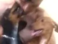 Mel e biscoito
