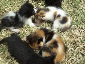Gato raça Mista  idade Abaixo de 2 meses nome Piter