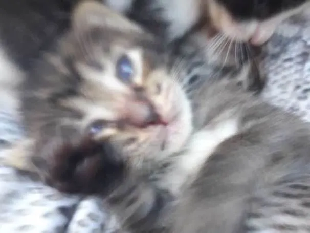 Gato raça Mista  idade Abaixo de 2 meses nome Piter