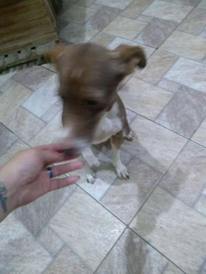 Cachorro ra a Sem raça definida idade 4 anos nome Luna
