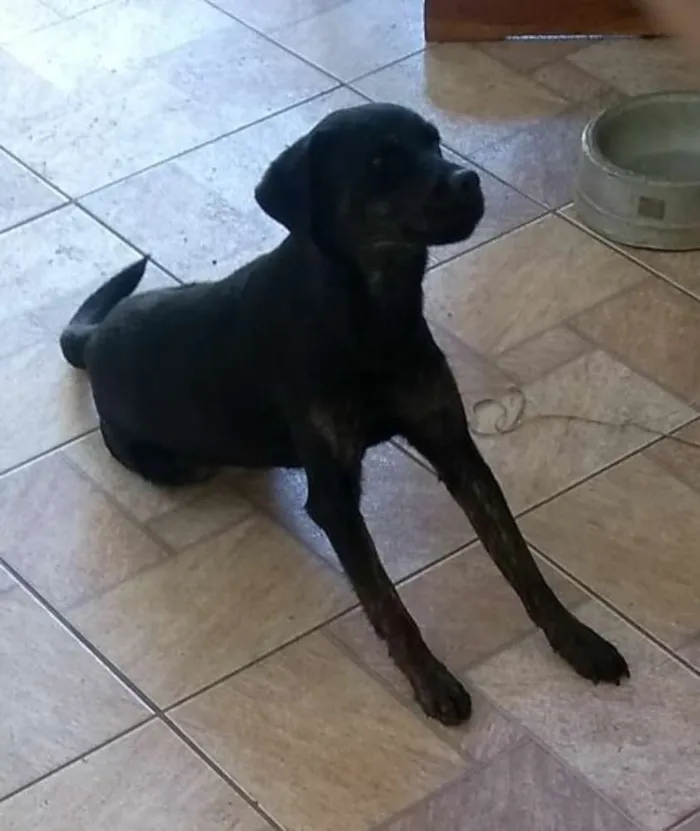 Cachorro ra a Labrador com Rotwaile idade 2 anos nome Kiara