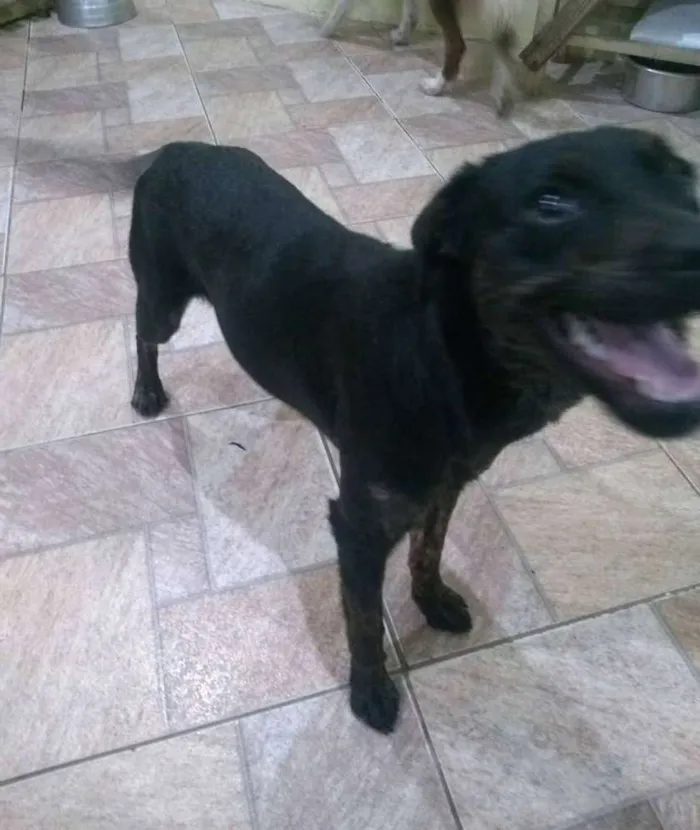 Cachorro ra a Labrador com Rotwaile idade 2 anos nome Kiara