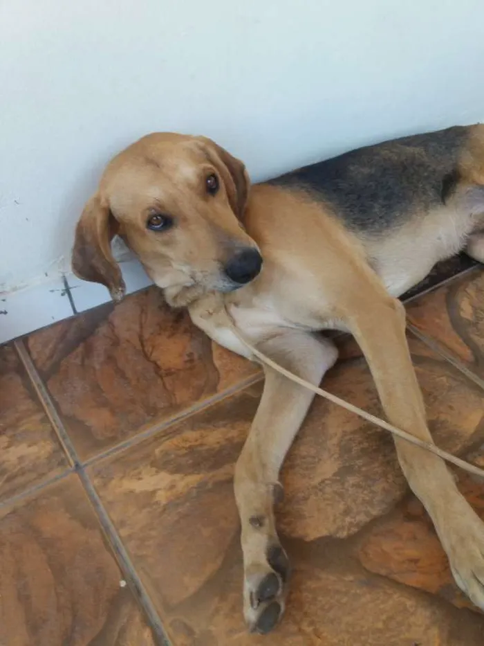 Cachorro raça vira lata idade 2 anos nome Choco