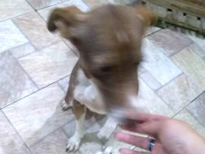 Cachorro ra a Sem raça definida idade 4 anos nome Luna