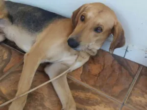 Cachorro raça vira lata idade 2 anos nome Choco