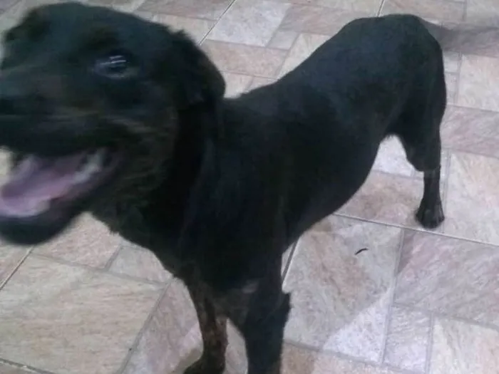 Cachorro ra a Labrador com Rotwaile idade 2 anos nome Kiara