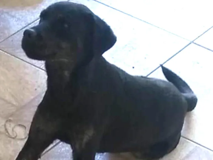 Cachorro ra a Labrador com Rotwaile idade 2 anos nome Kiara