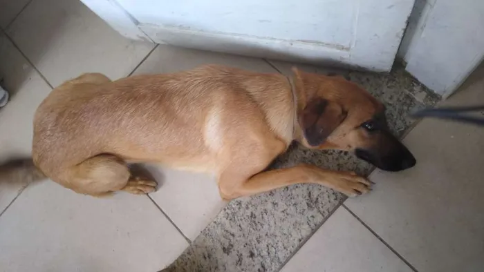 Cachorro ra a Labrador com pastor idade 7 a 11 meses nome Menina