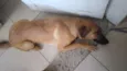 Menina