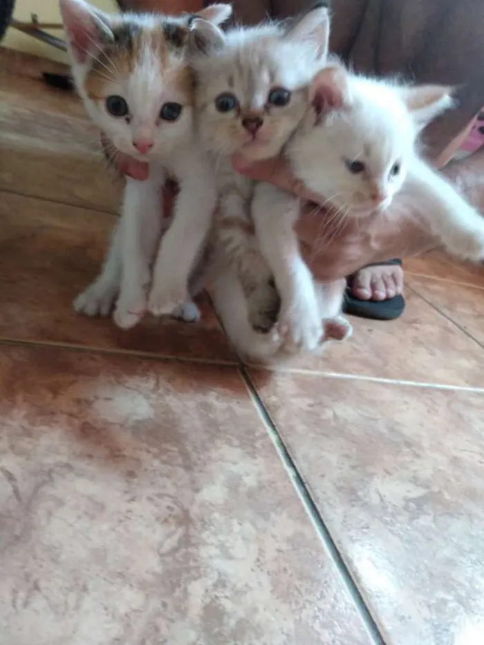 Gato raça Vira lata  idade 2 a 6 meses nome Sem nome