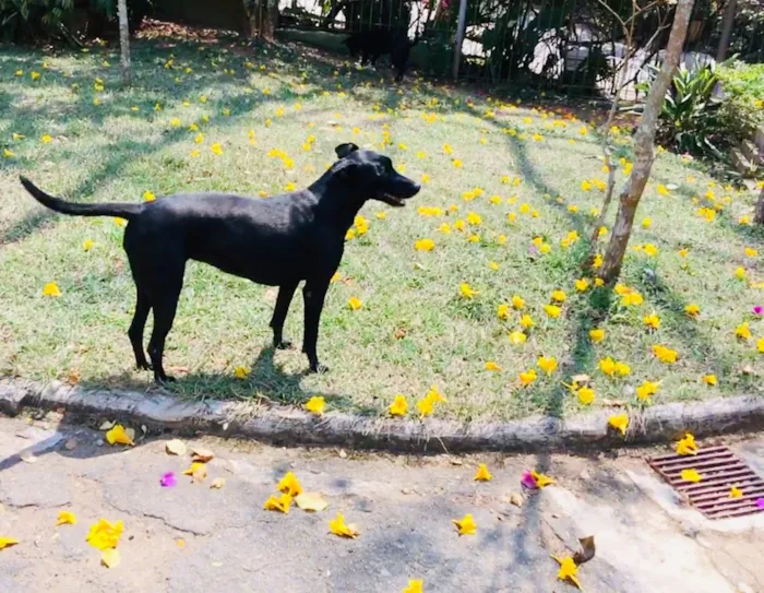 Cachorro ra a SRD idade 2 anos nome Babi