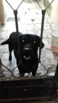 pretinha