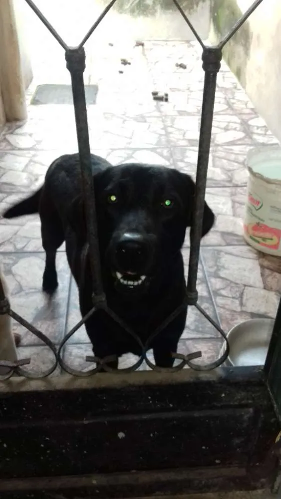 Cachorro ra a labrador idade 2 anos nome pretinha