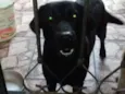 pretinha