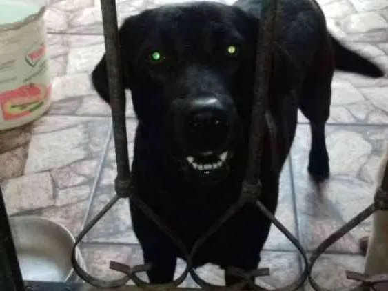 Cachorro ra a labrador idade 2 anos nome pretinha