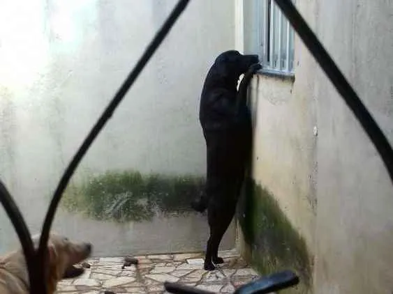Cachorro ra a labrador idade 2 anos nome pretinha