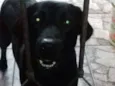 pretinha