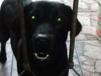 Cachorro ra a labrador idade 2 anos nome pretinha