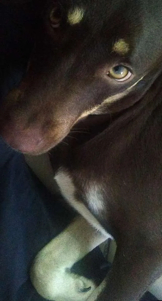 Cachorro ra a Indefinida (Não sei) idade 7 a 11 meses nome Chocolate
