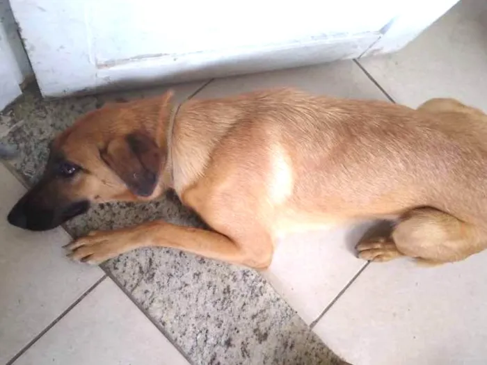 Cachorro ra a Labrador com pastor idade 7 a 11 meses nome Menina