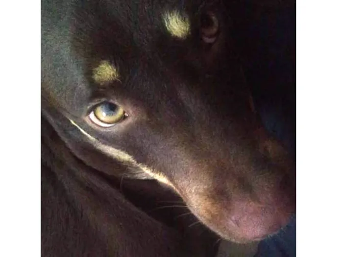 Cachorro ra a Indefinida (Não sei) idade 7 a 11 meses nome Chocolate