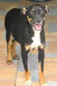 Lucy Pequena