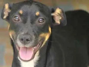 Cachorro raça  idade 2 anos nome Lucy Pequena