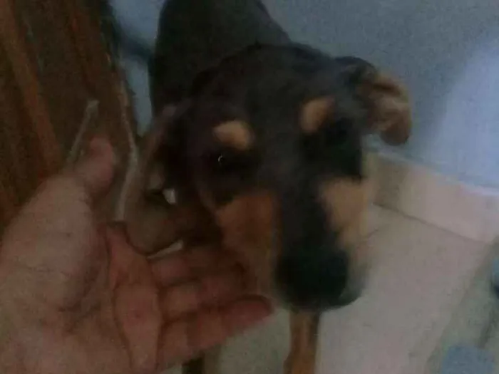 Cachorro raça Mestiça idade 2 a 6 meses nome Sem nome