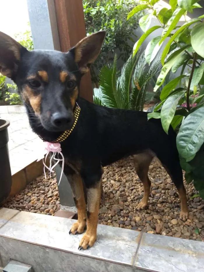 Cachorro raça Srd idade 7 a 11 meses nome Chitara