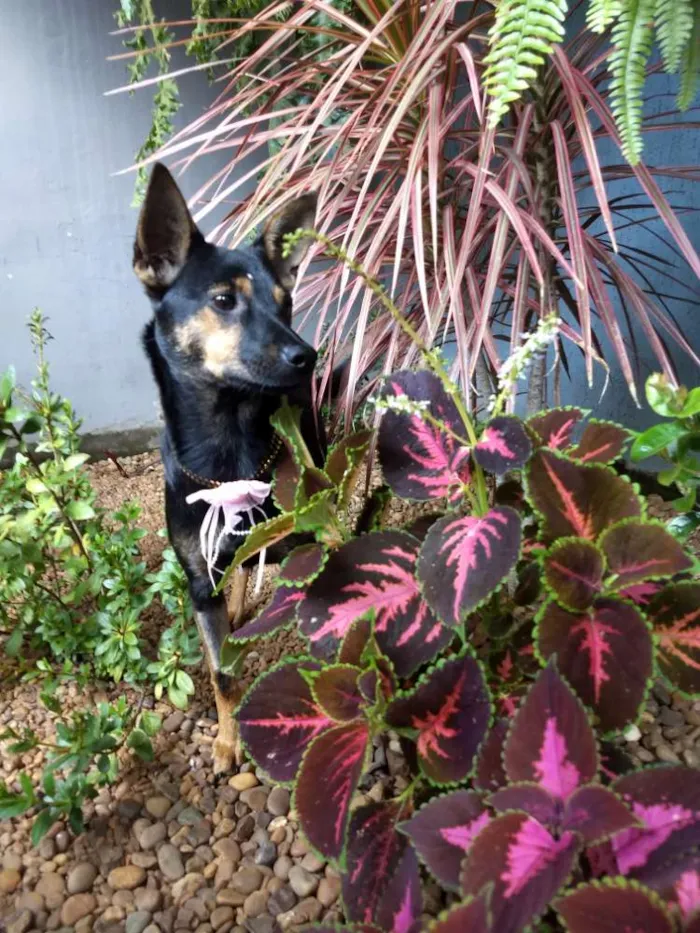 Cachorro raça Srd idade 7 a 11 meses nome Chitara