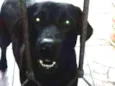 pretinha