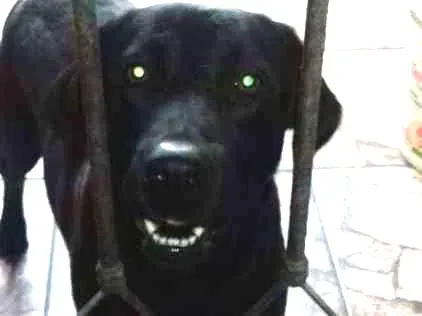Cachorro ra a labrador idade 2 anos nome pretinha