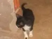 Gato raça Indefinida idade 2 a 6 meses nome Gatinhos