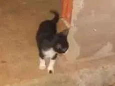 Gato ra a Indefinida idade 2 a 6 meses nome Gatinhos