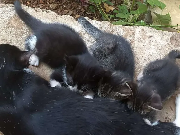 Gato ra a Vira lata idade 2 a 6 meses nome Pretinho, sapeca e J