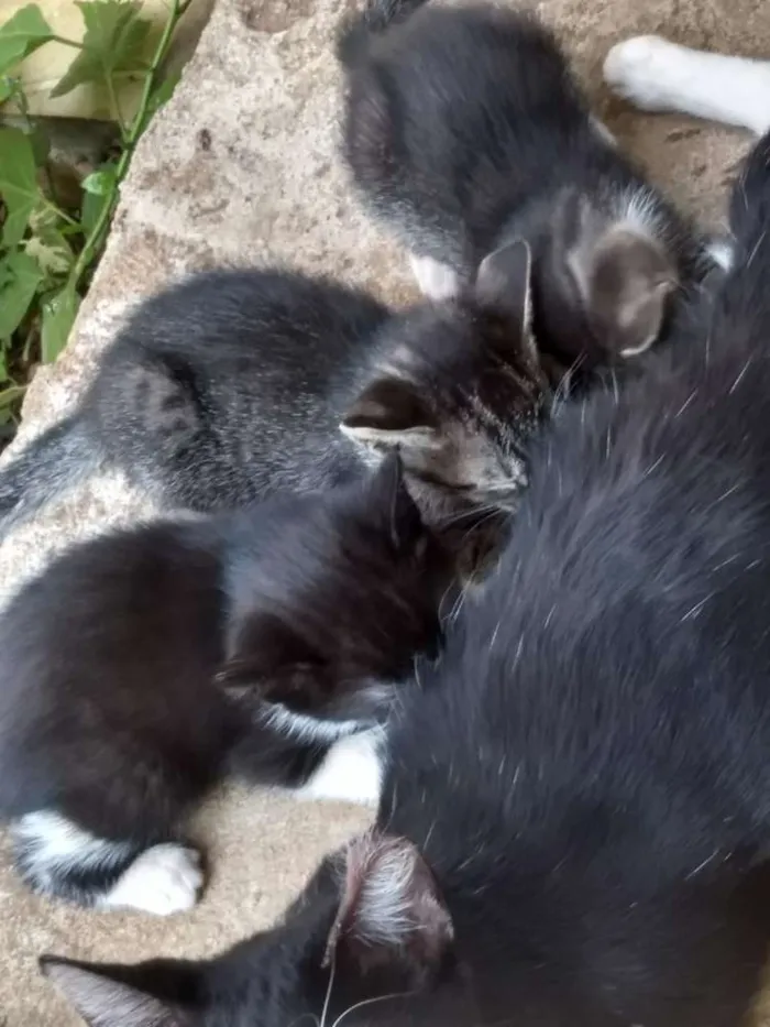 Gato ra a Vira lata idade 2 a 6 meses nome Pretinho, sapeca e J