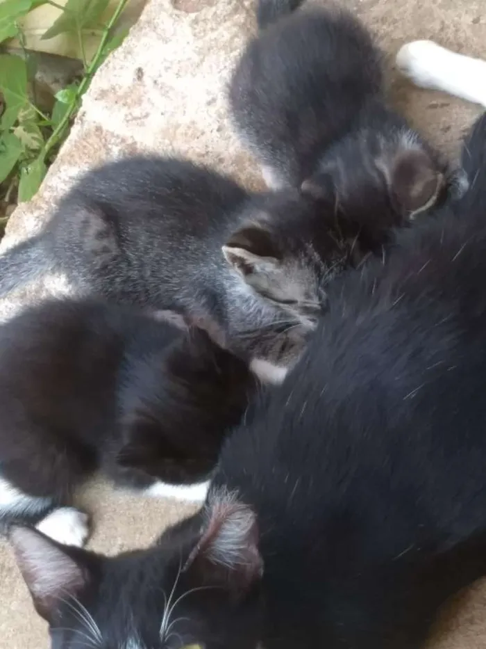 Gato ra a Vira lata idade 2 a 6 meses nome Pretinho, sapeca e J