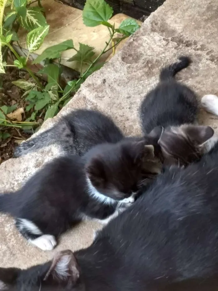 Gato ra a Vira lata idade 2 a 6 meses nome Pretinho, sapeca e J