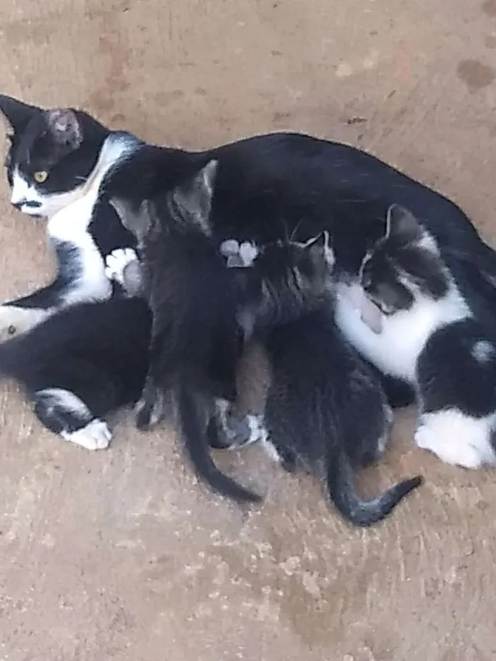 Gato ra a Vira lata idade 2 a 6 meses nome Pretinho, sapeca e J