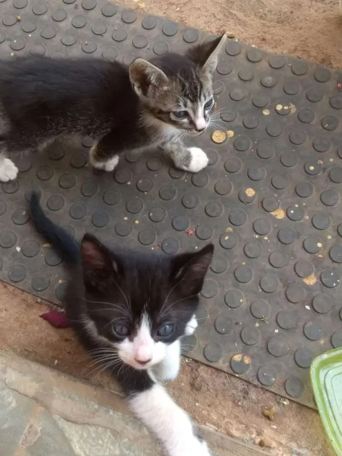 Gato ra a Vira lata idade 2 a 6 meses nome Pretinho, sapeca e J