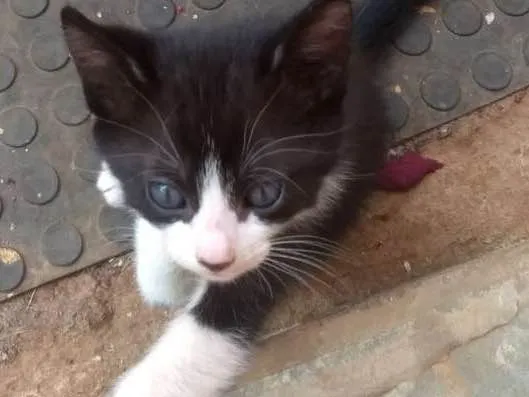 Gato ra a Vira lata idade 2 a 6 meses nome Pretinho, sapeca e J